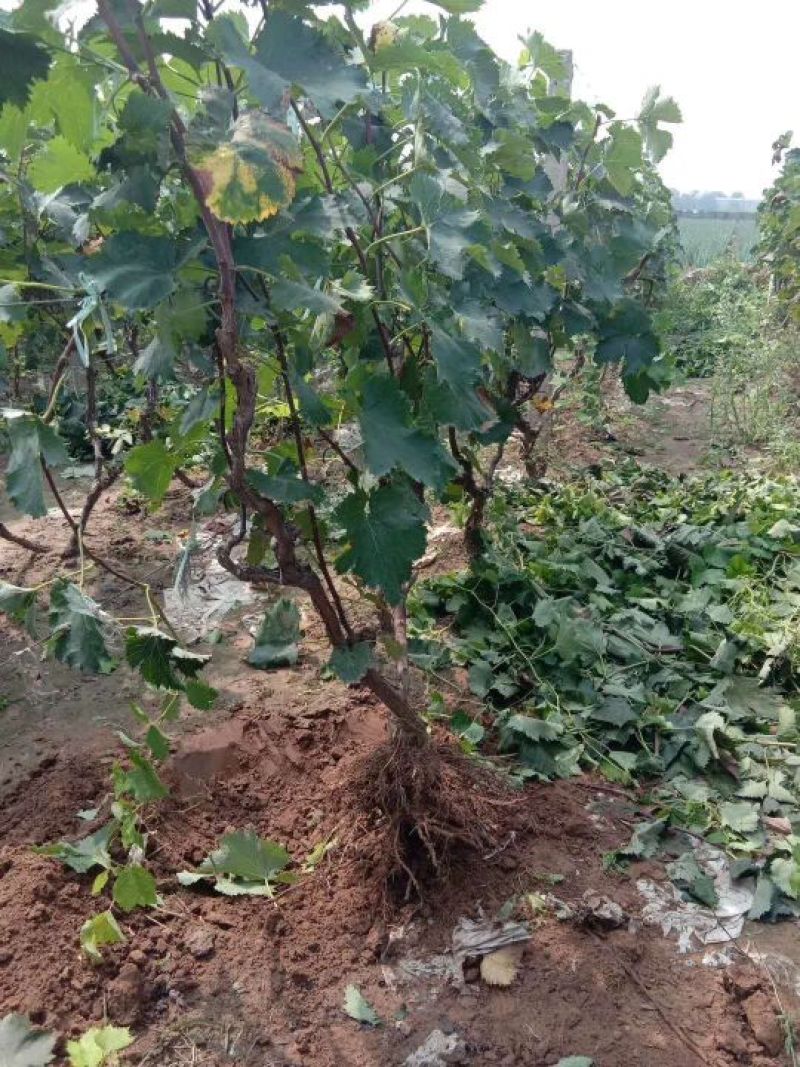 葡萄树80~110cm