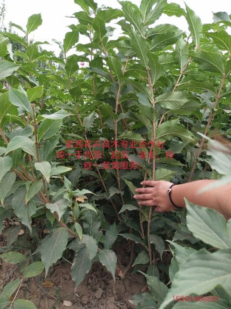 菊花，国庆菊
