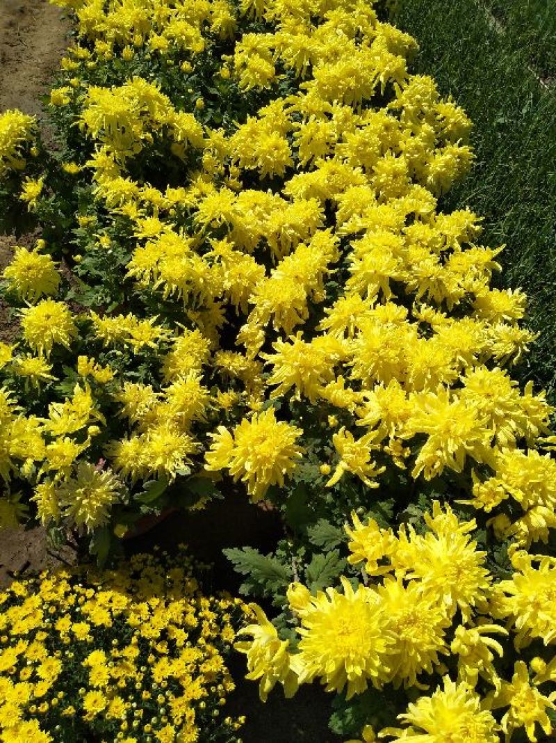 菊花，国庆菊