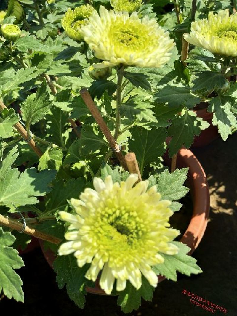 菊花，国庆菊