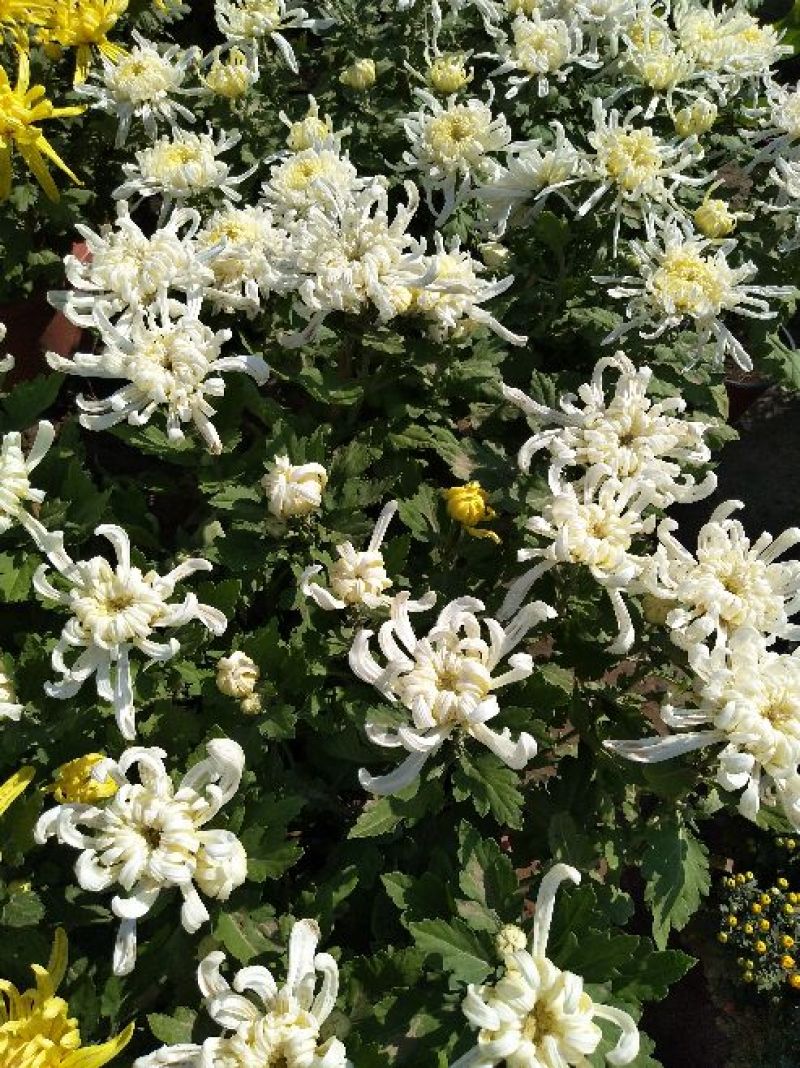 菊花，国庆菊