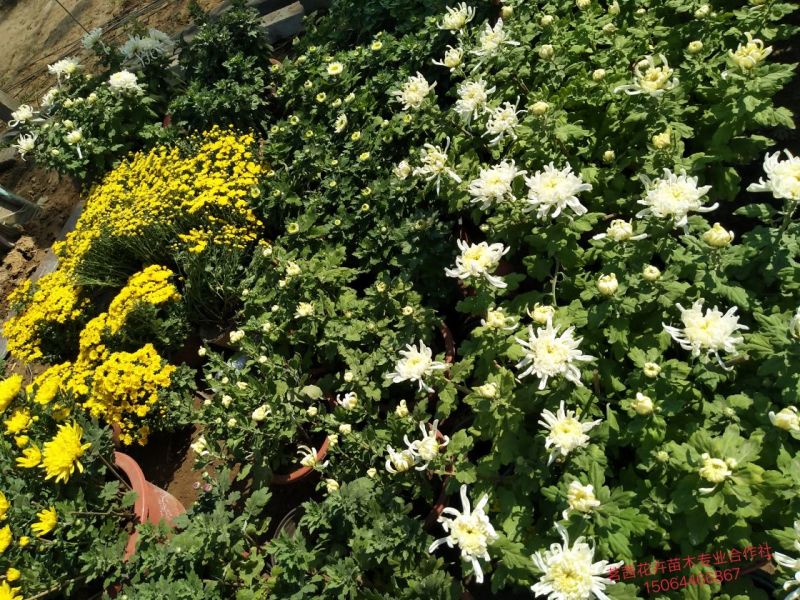 菊花，国庆菊