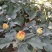 菊花，国庆菊