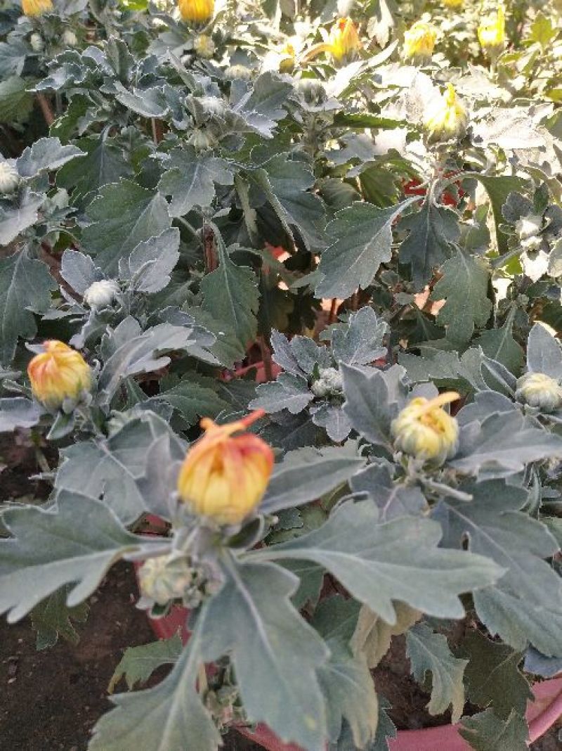 菊花，国庆菊
