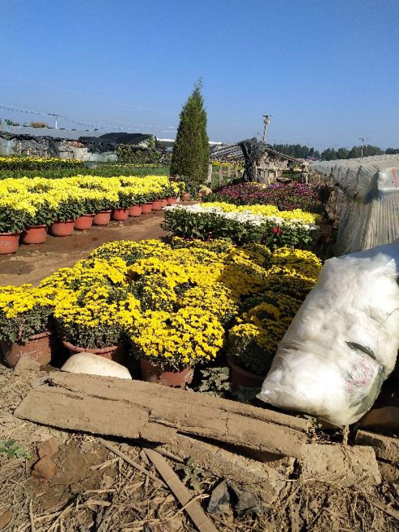 菊花，国庆菊