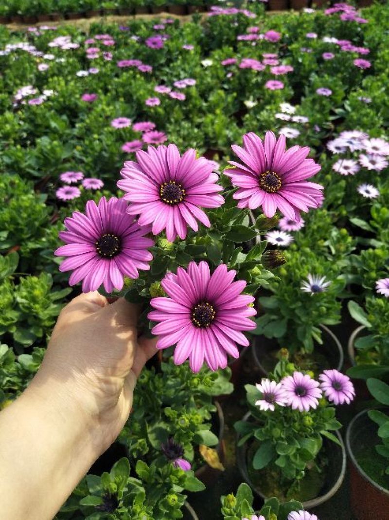 南非万寿菊
