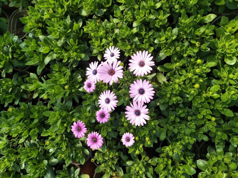 南非万寿菊