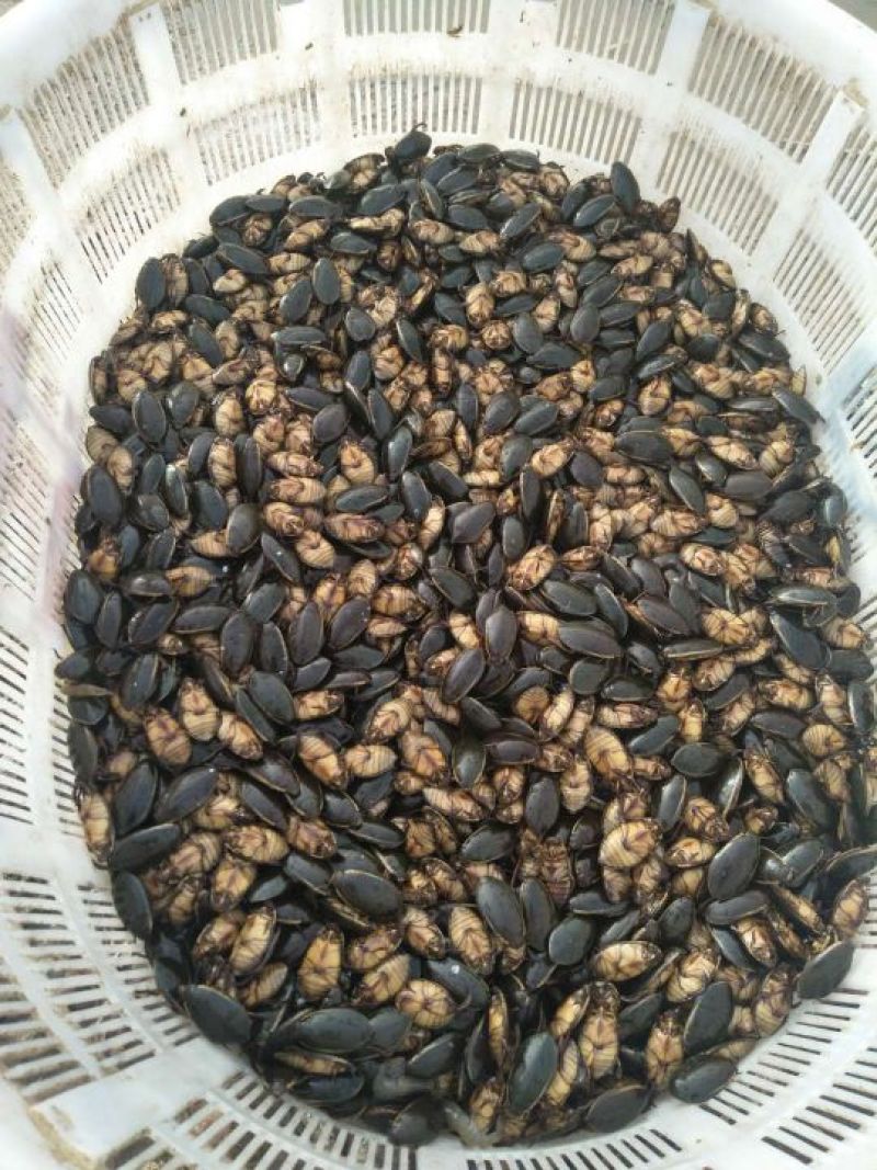 野生金边龙虱鲜活体速冻水鳖虫水蟑螂龙骚煲汤夜尿床