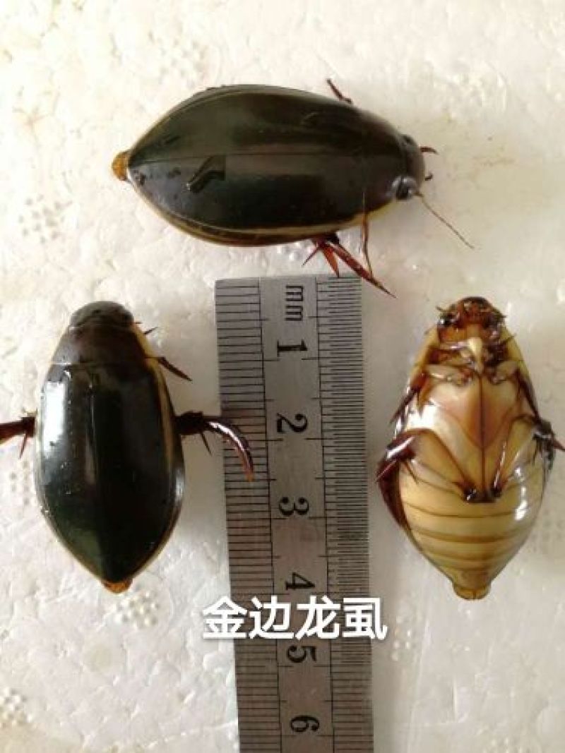 野生金边龙虱鲜活体速冻水鳖虫水蟑螂龙骚煲汤夜尿床