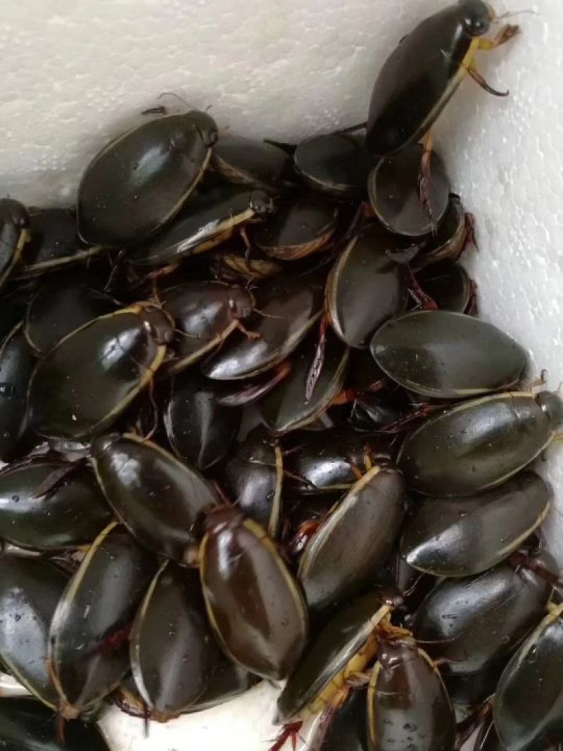 野生金边龙虱鲜活体速冻水鳖虫水蟑螂龙骚煲汤夜尿床