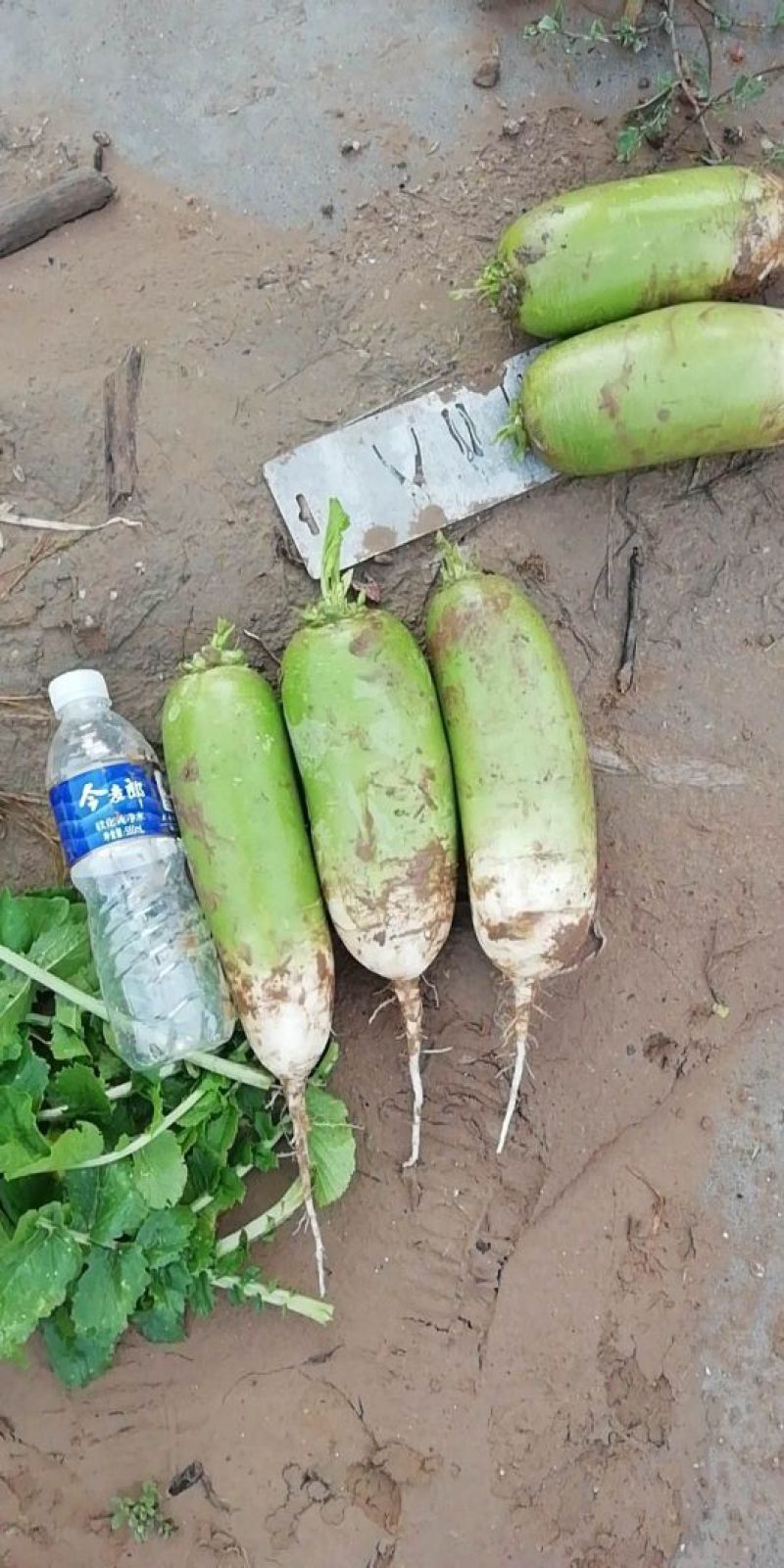 本地青头萝卜大量上市有需要的联系