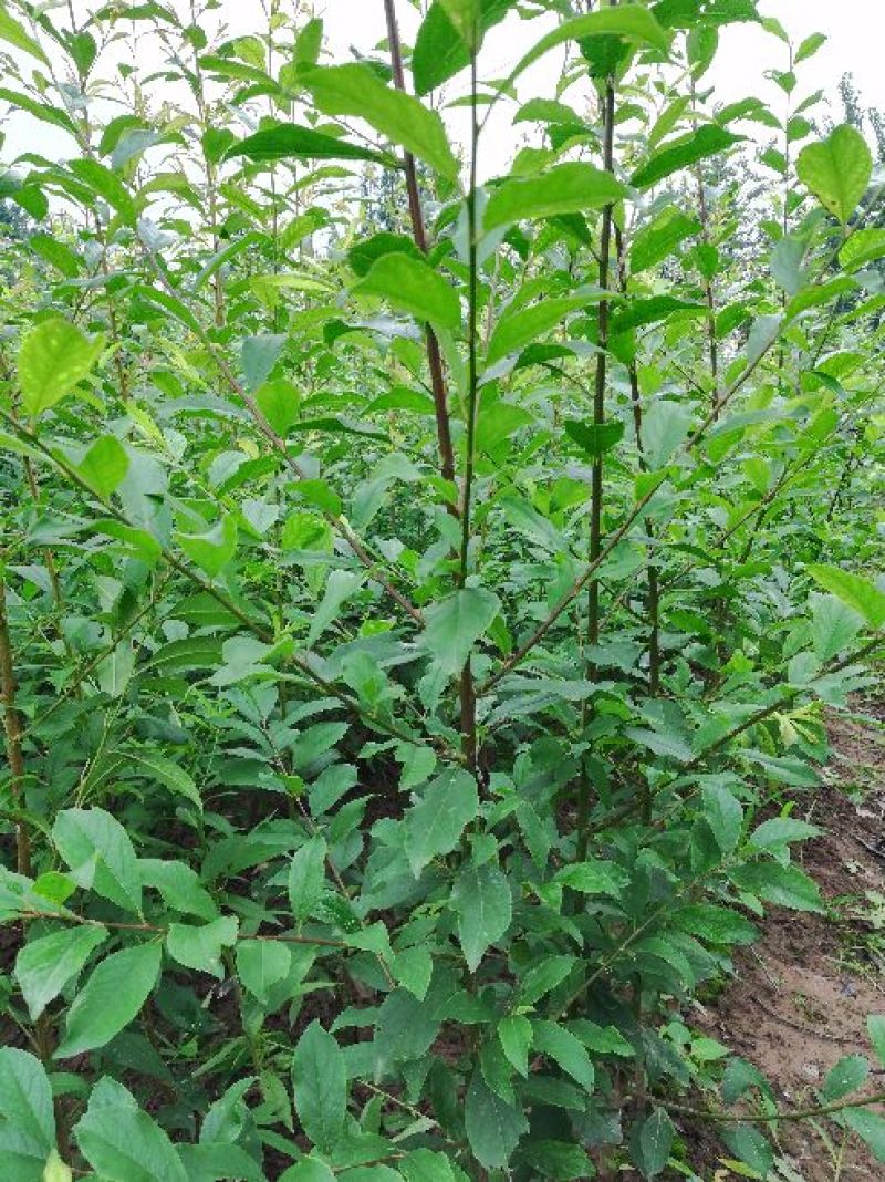 李子树苗关公李子树苗，5月2O号成熟，大果型，果肉香