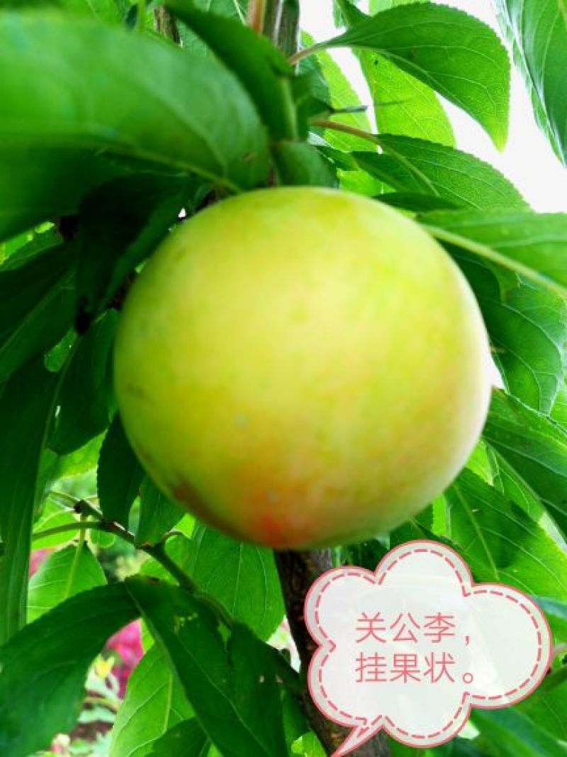 李子树苗关公李子树苗，5月2O号成熟，大果型，果肉香