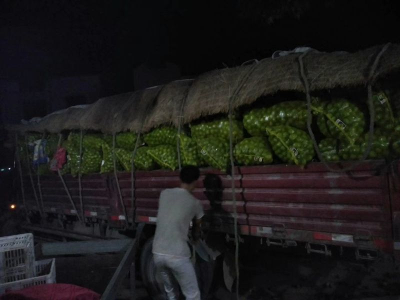 青皮核桃，巜香玲，辽核，中林》800亩基地直供。