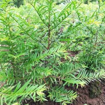 红豆彬红豆彬盆景，南方红豆彬
