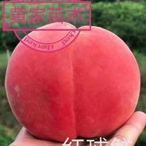 桃树苗红球鲜5月尾成熟，单果均重8两，果肉脆甜