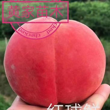 桃树苗红球鲜5月尾成熟，单果均重8两，果肉脆甜