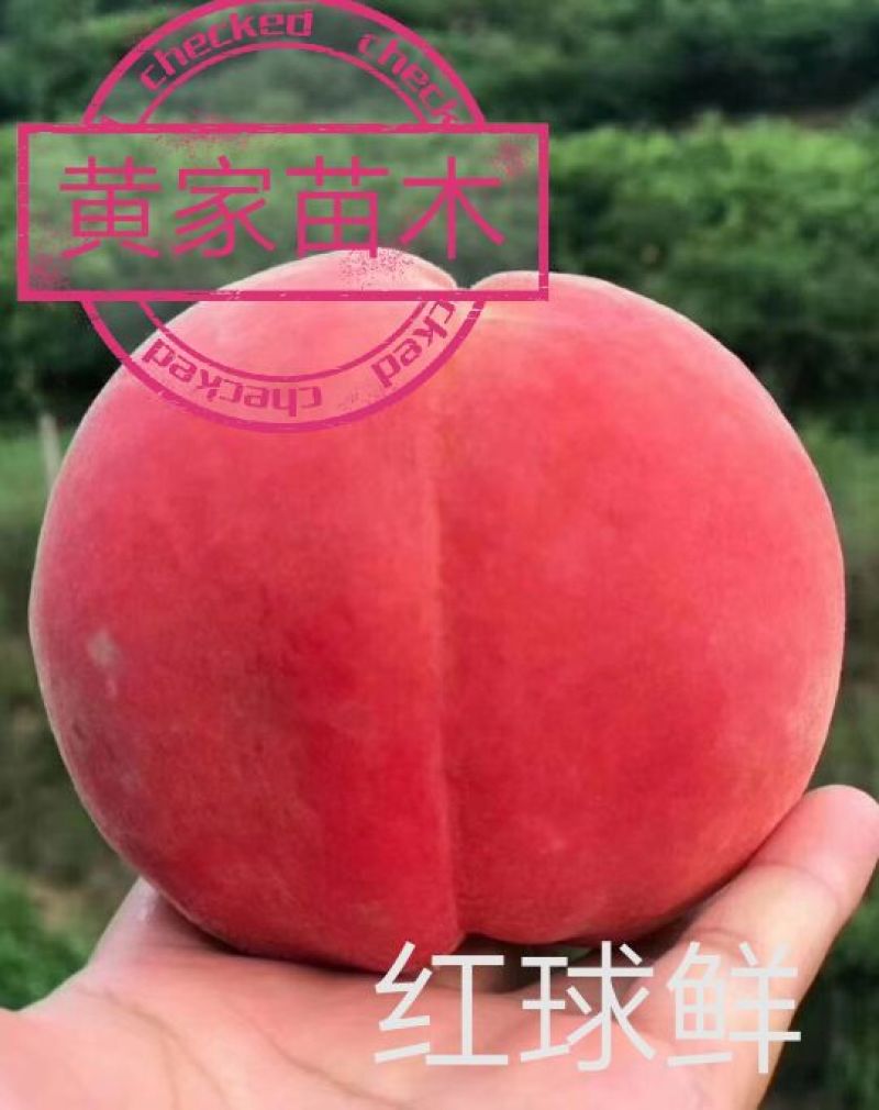桃树苗红球鲜5月尾成熟，单果均重8两，果肉脆甜