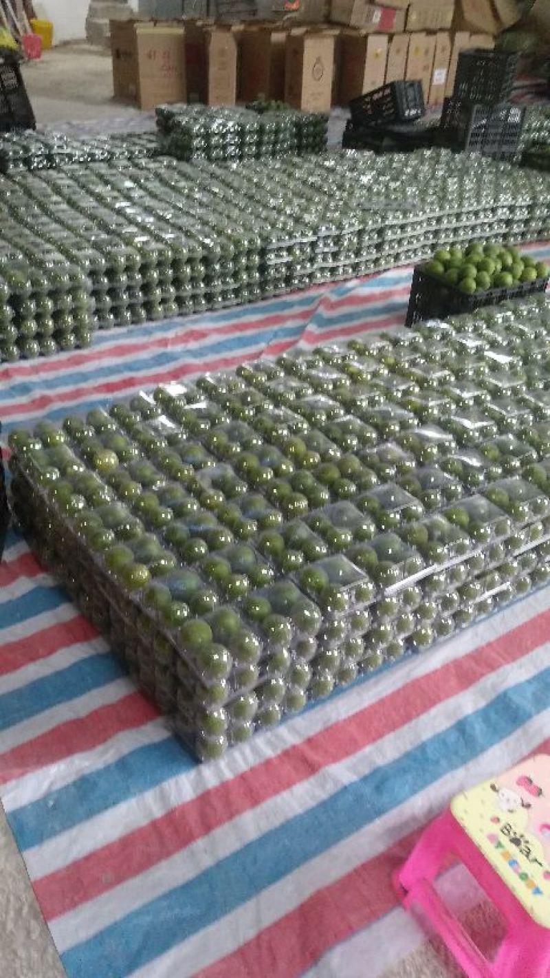 产地大量批发罗汉果（鲜果/干果）