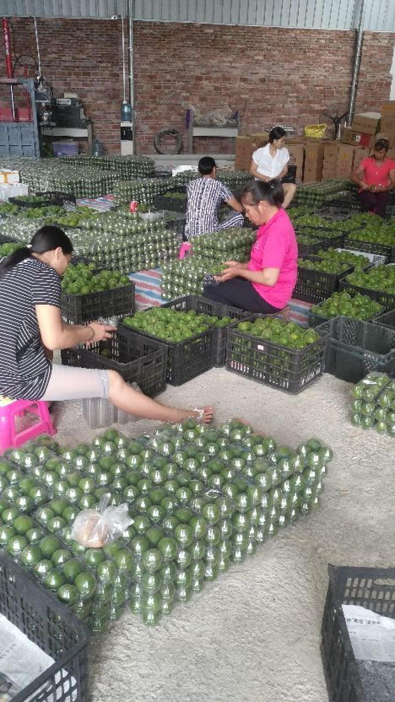 产地大量批发罗汉果（鲜果/干果）