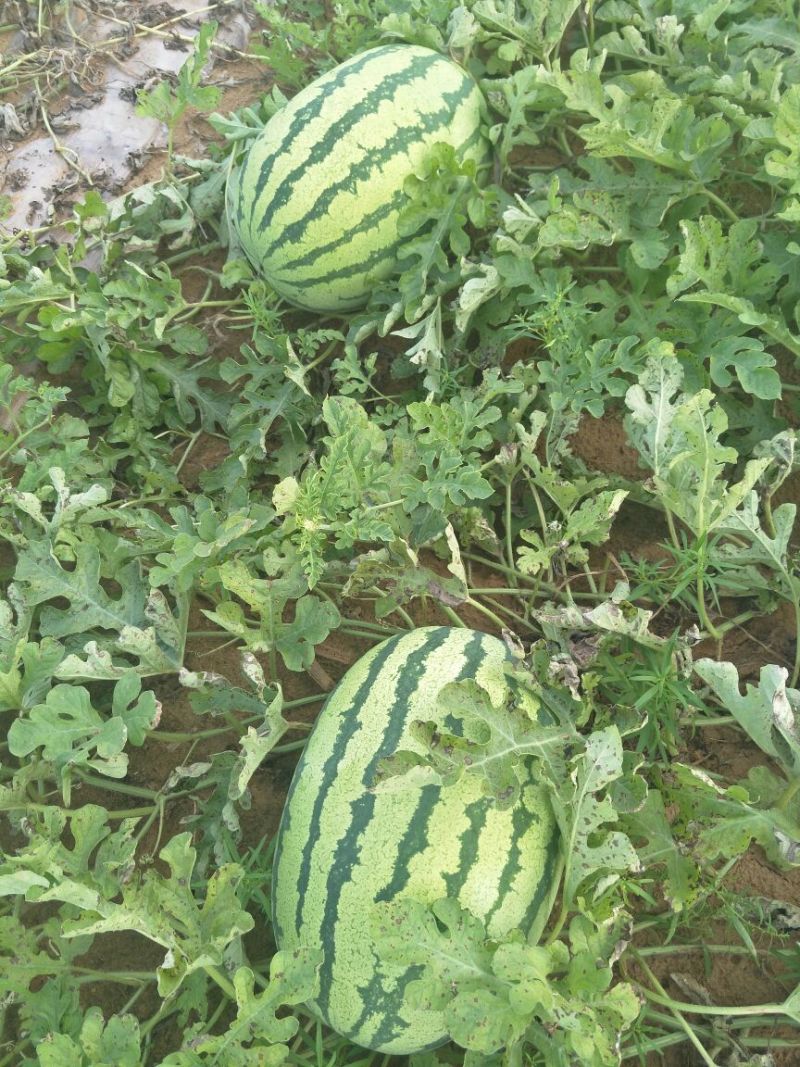 金城五号，