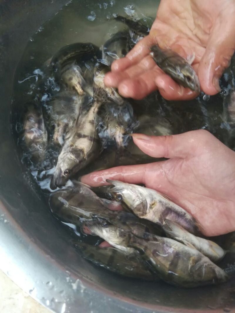 桂花鱼鱼苗斑桂鱼苗鳜鱼苗饲料桂花鱼苗桂花鱼苗场