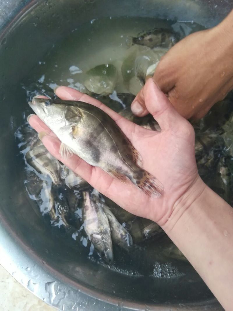 桂花鱼鱼苗斑桂鱼苗鳜鱼苗饲料桂花鱼苗桂花鱼苗场