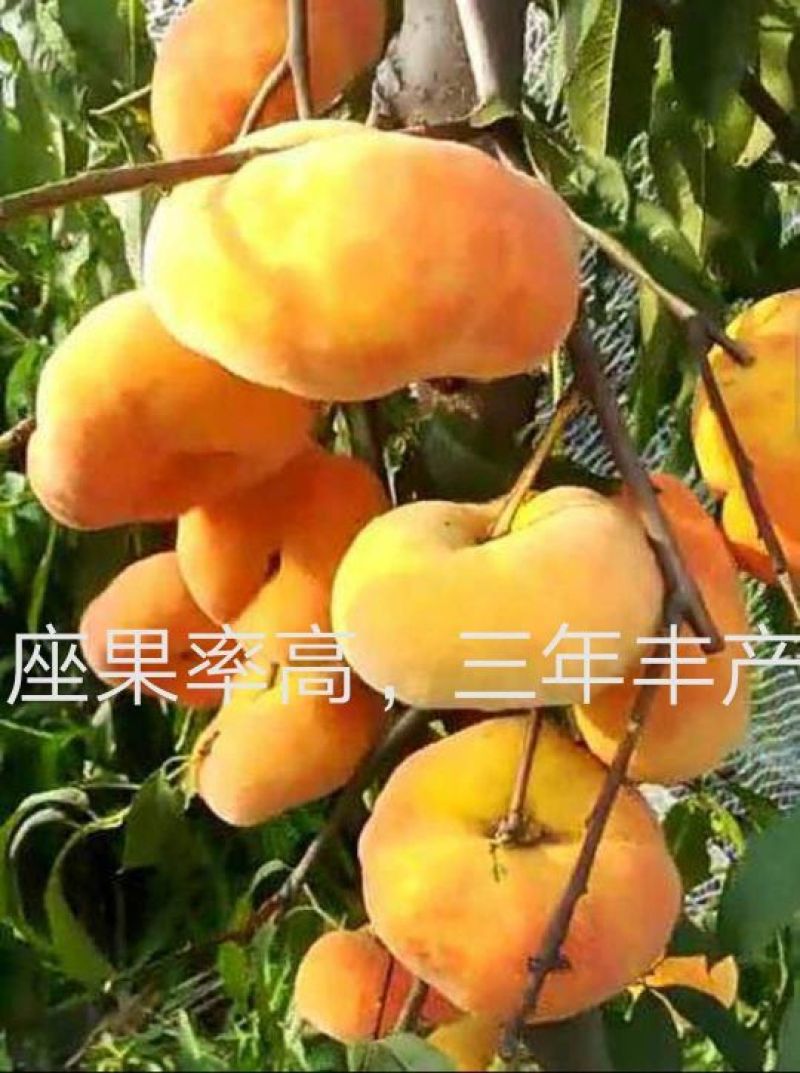 桃树苗黄金蟠桃树苗，果大离核，果肉浓香脆甜