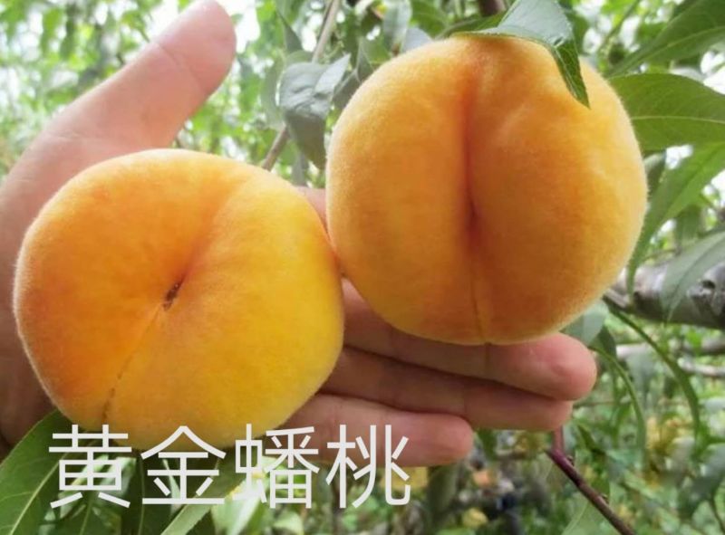 桃树苗黄金蟠桃树苗，果大离核，果肉浓香脆甜