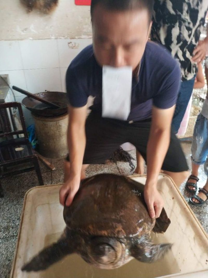 51斤洪湖野生甲鱼，几百年难得一见