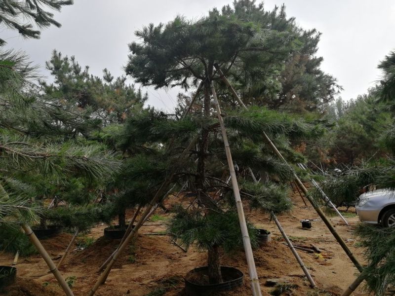 造型松树