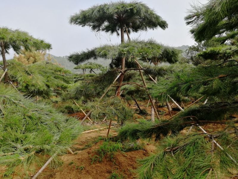 造型松树