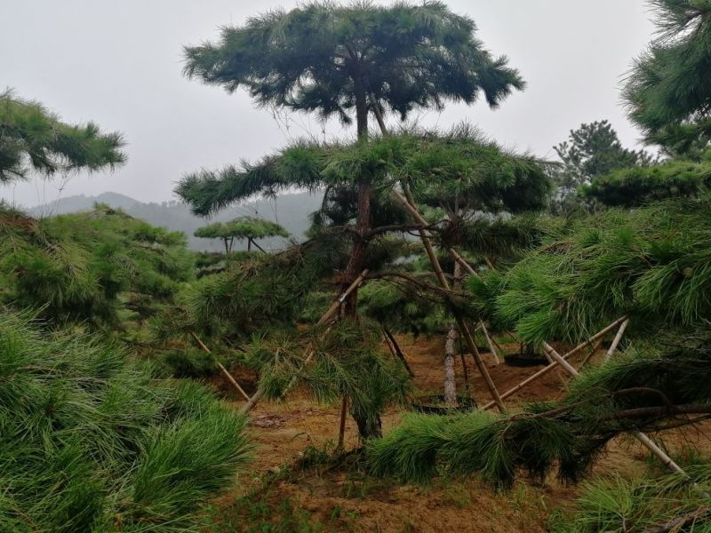 造型松树
