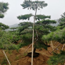 造型松树