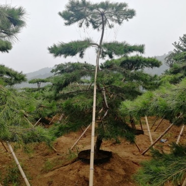 造型松树