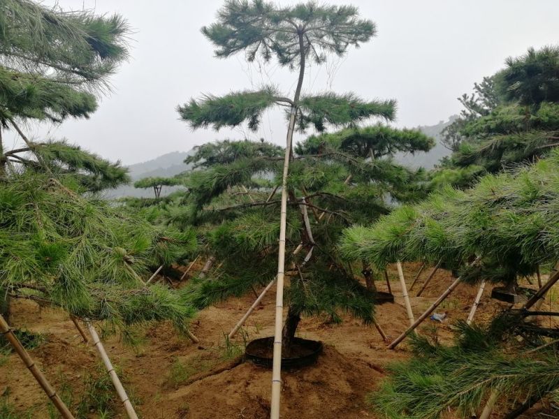 造型松树