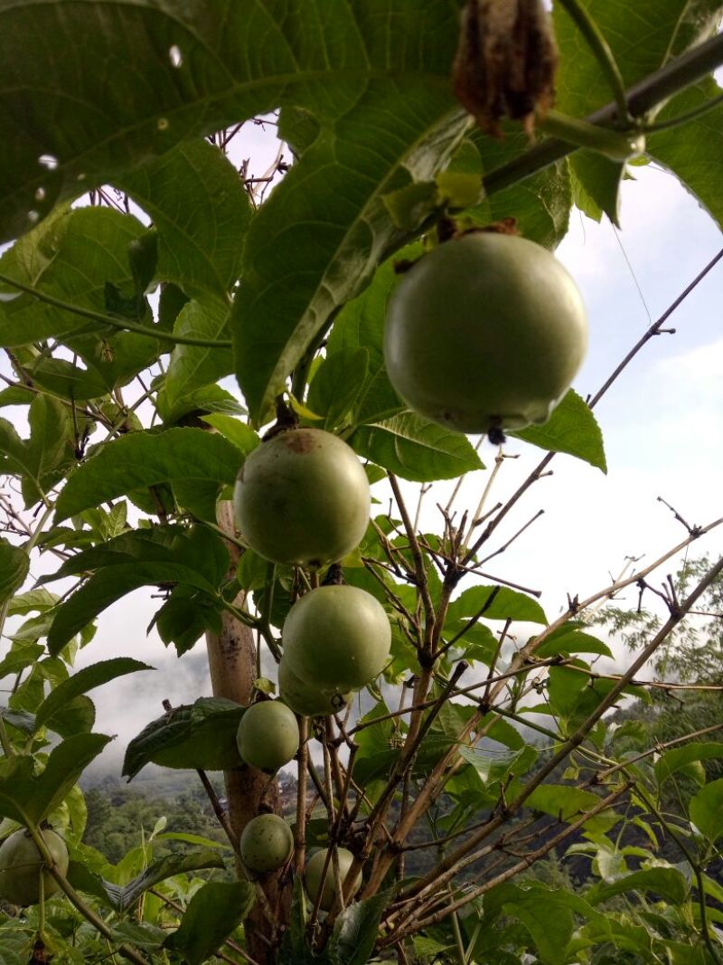 云南本地品种白香果苗出售