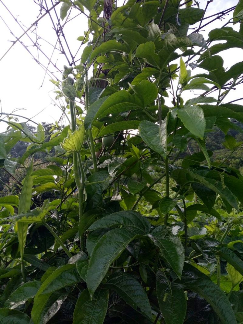 云南本地品种白香果苗出售