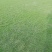 马尼拉草坪马尼拉草皮
