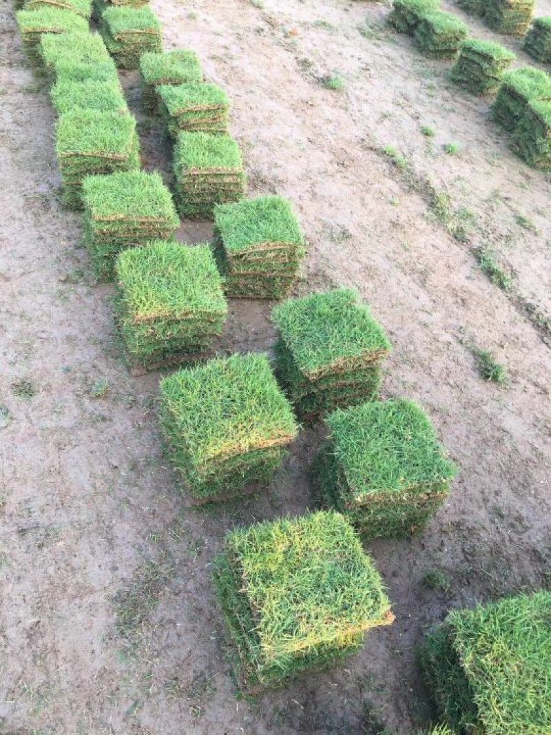 马尼拉草坪马尼拉草皮