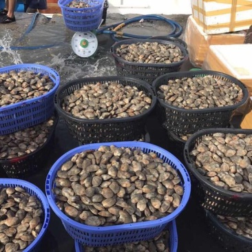 涡螺食用鲜活10~30只/kg
