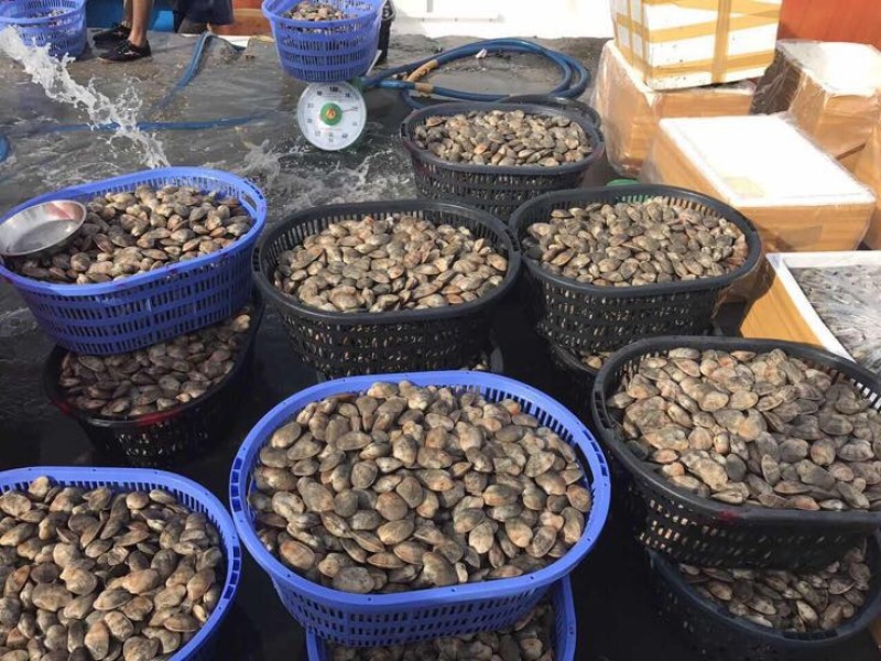 涡螺食用鲜活10~30只/kg