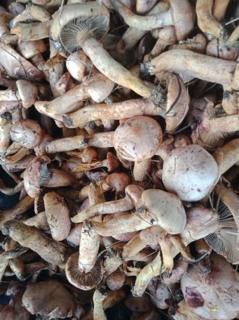 红蘑，松树伞，肉蘑，东北蘑菇