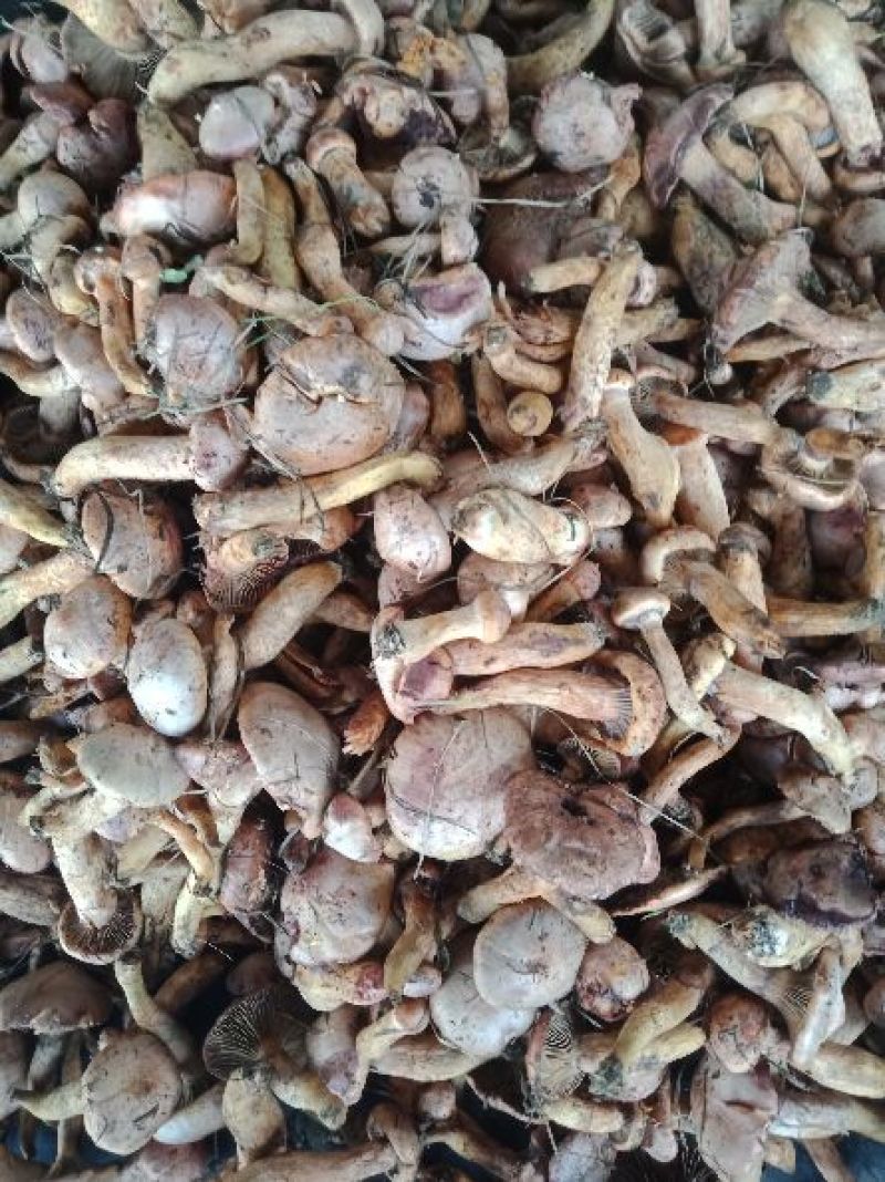 红蘑，松树伞，肉蘑，东北蘑菇