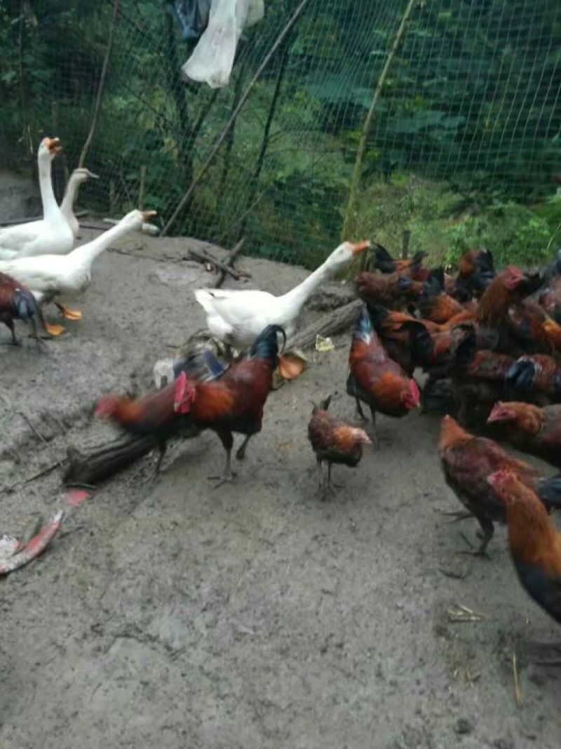 贵州本地鸡