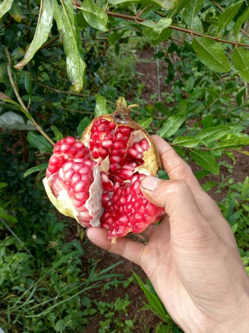 突尼斯软子石榴