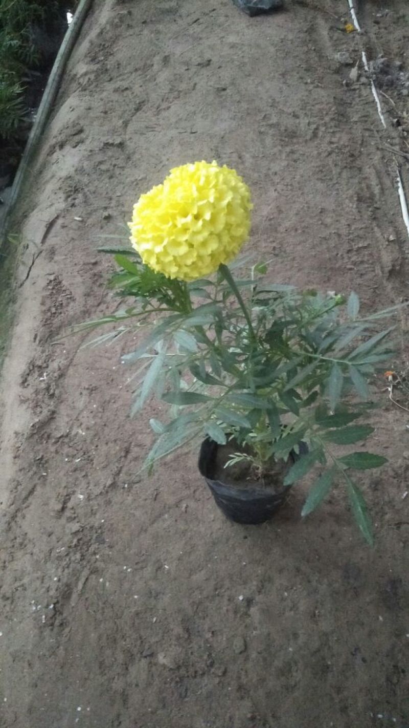 金黄色万寿菊，大花重瓣色选优良品种，13/13营养袋