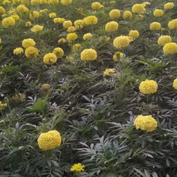 金黄色万寿菊，大花重瓣色选优良品种，13/13营养袋