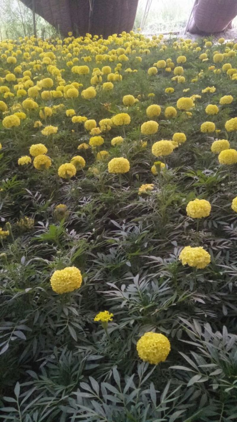金黄色万寿菊，大花重瓣色选优良品种，13/13营养袋