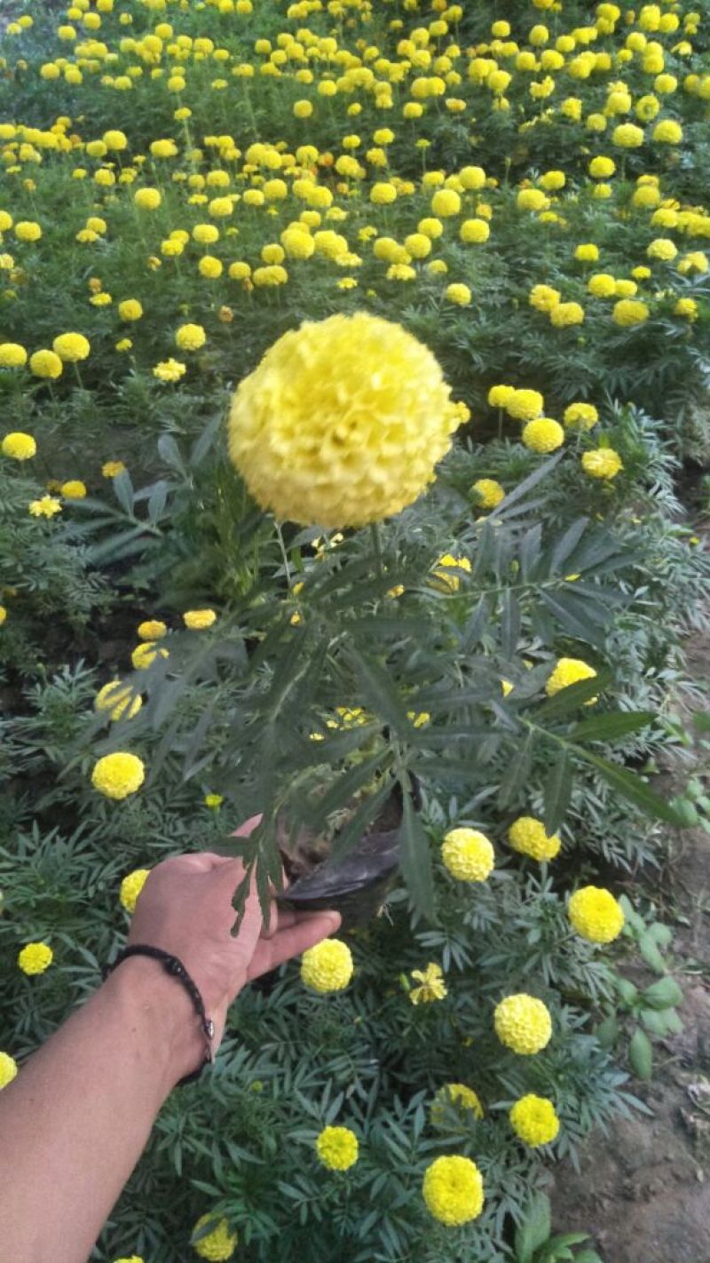 金黄色万寿菊，大花重瓣色选优良品种，13/13营养袋